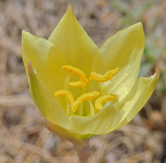 Zephyranthes longifolia