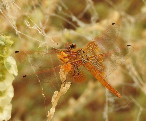 Orange-winged Dropwing