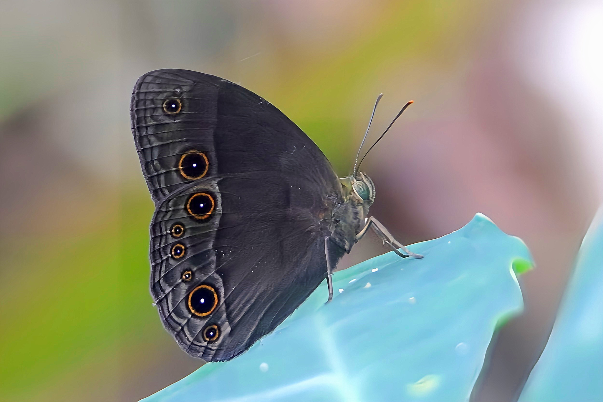 Tagala Bushbrown (Mycalesis tagala) · iNaturalist