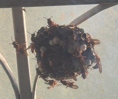 Pachysomoides fulvus