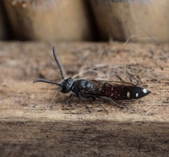 Sapyga quinquepunctata