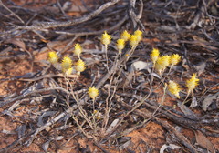 Angianthus