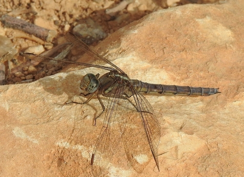 Epaulet Skimmer