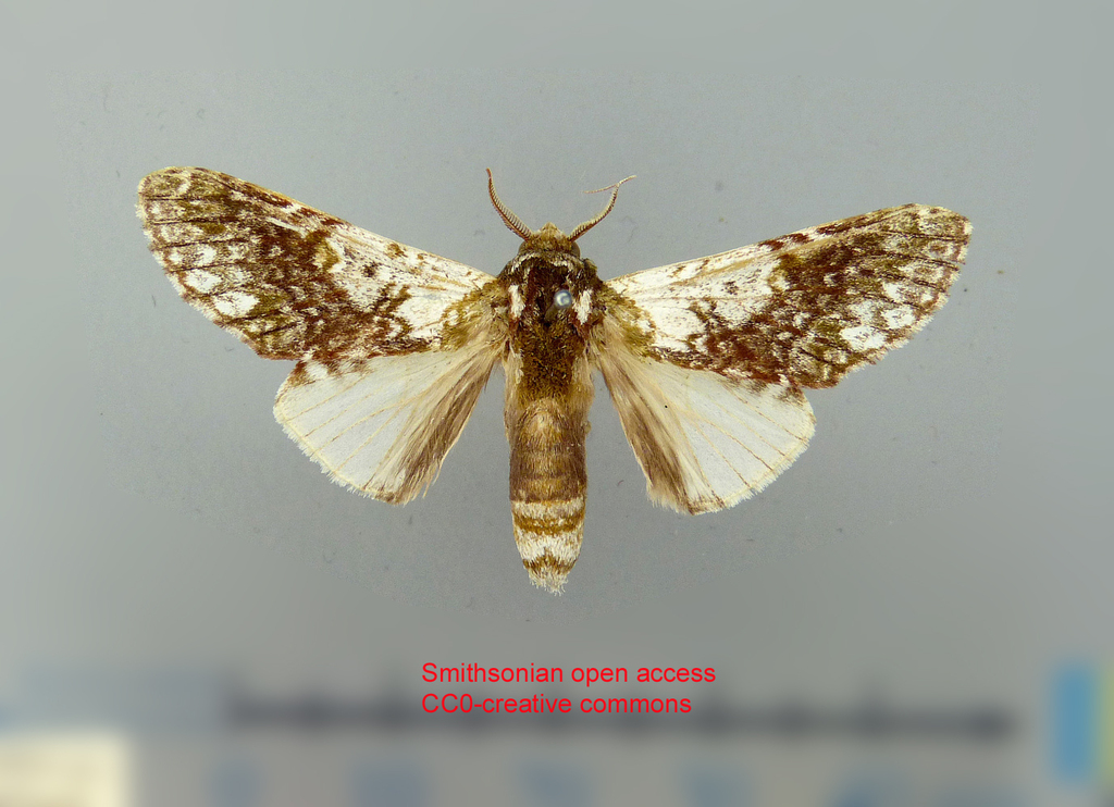 Macrurocampa dolorosa