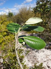 Pervillaea