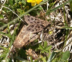 Sideridis reticulata