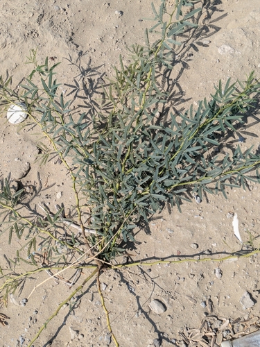 mesquite