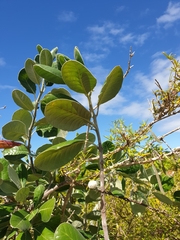 Pervillaea