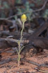 Angianthus