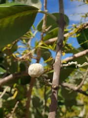 Pervillaea