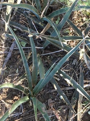 Sansevieria aethiopica
