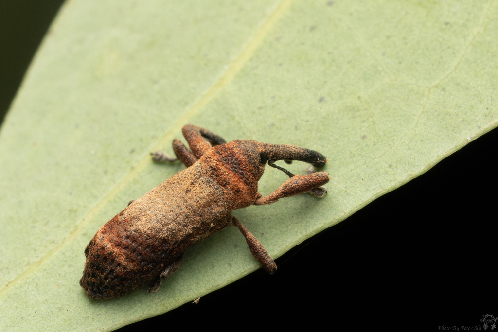 Cylindralcides takahashii