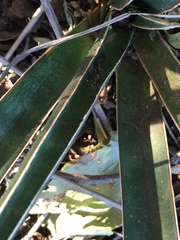 Sansevieria aethiopica