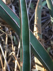 Sansevieria aethiopica