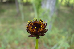 Helianthus radula