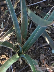 Sansevieria aethiopica