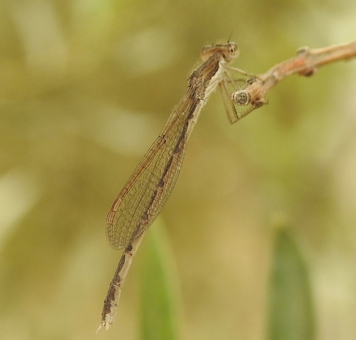 Common Winter Damselfly