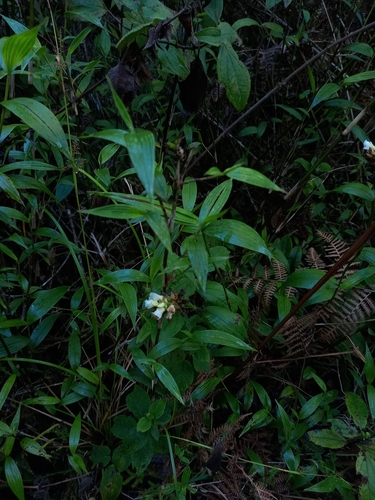 Elleanthus petrogeiton Schltr.