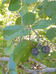 Rhopalocarpus