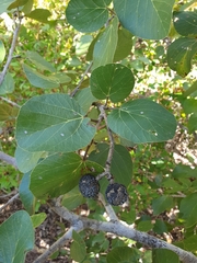 Rhopalocarpus