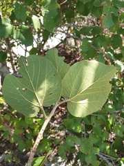 Rhopalocarpus