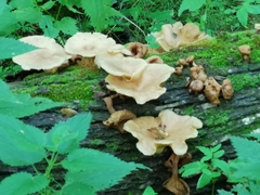 Pleurotus cornucopiae