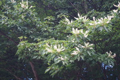 Clethra barbinervis