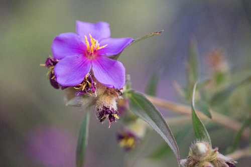 osbeckia-australiana-inaturalist-mexico