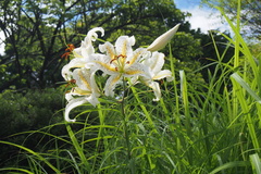 Lilium auratum