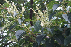 Clethra barbinervis