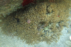 Cladocora caespitosa