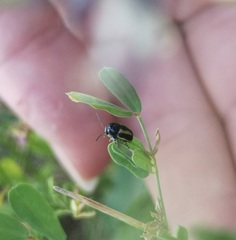 Cryptocephalus vittatus