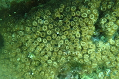 Cladocora caespitosa