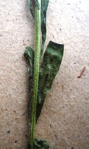 Erysimum marschallianum, photograph 4