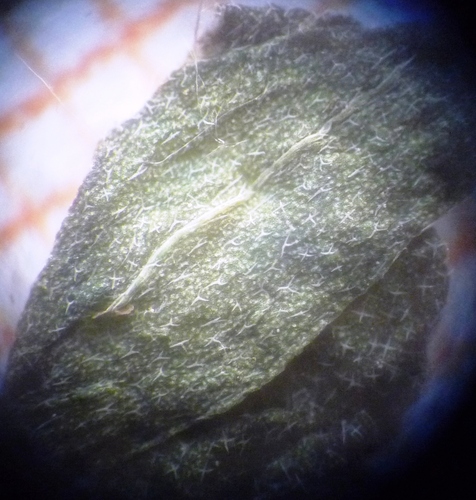 Erysimum marschallianum, photograph 5
