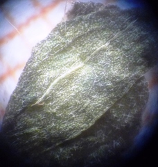 Erysimum marschallianum, photograph (c) Oleksandr Shynder, some rights reserved (CC BY)