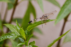 Orthetrum sabina