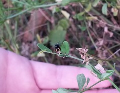 Cryptocephalus vittatus