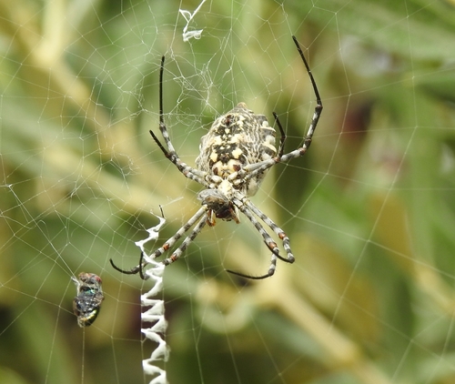 Argiope sector