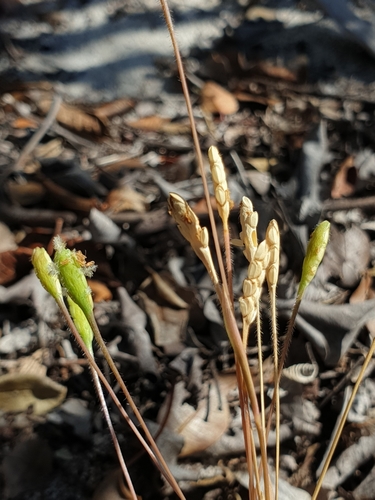 Stenotaphrum oostachyum image