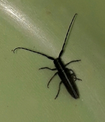 Agapanthia suturalis