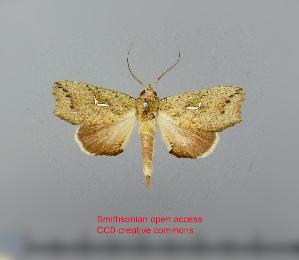 Euxoga argentilinea