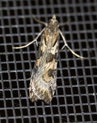 Nomophila corticalis