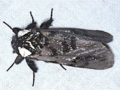 Psalidostetha banksiae