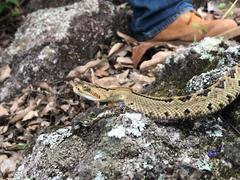 Crotalus culminatus
