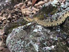 Crotalus culminatus