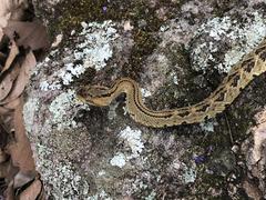Crotalus culminatus