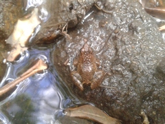 Phrynobatrachus acridoides