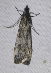 Nomophila corticalis