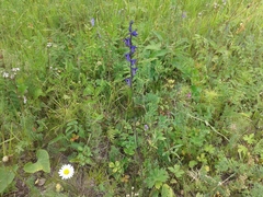 Delphinium crassifolium
